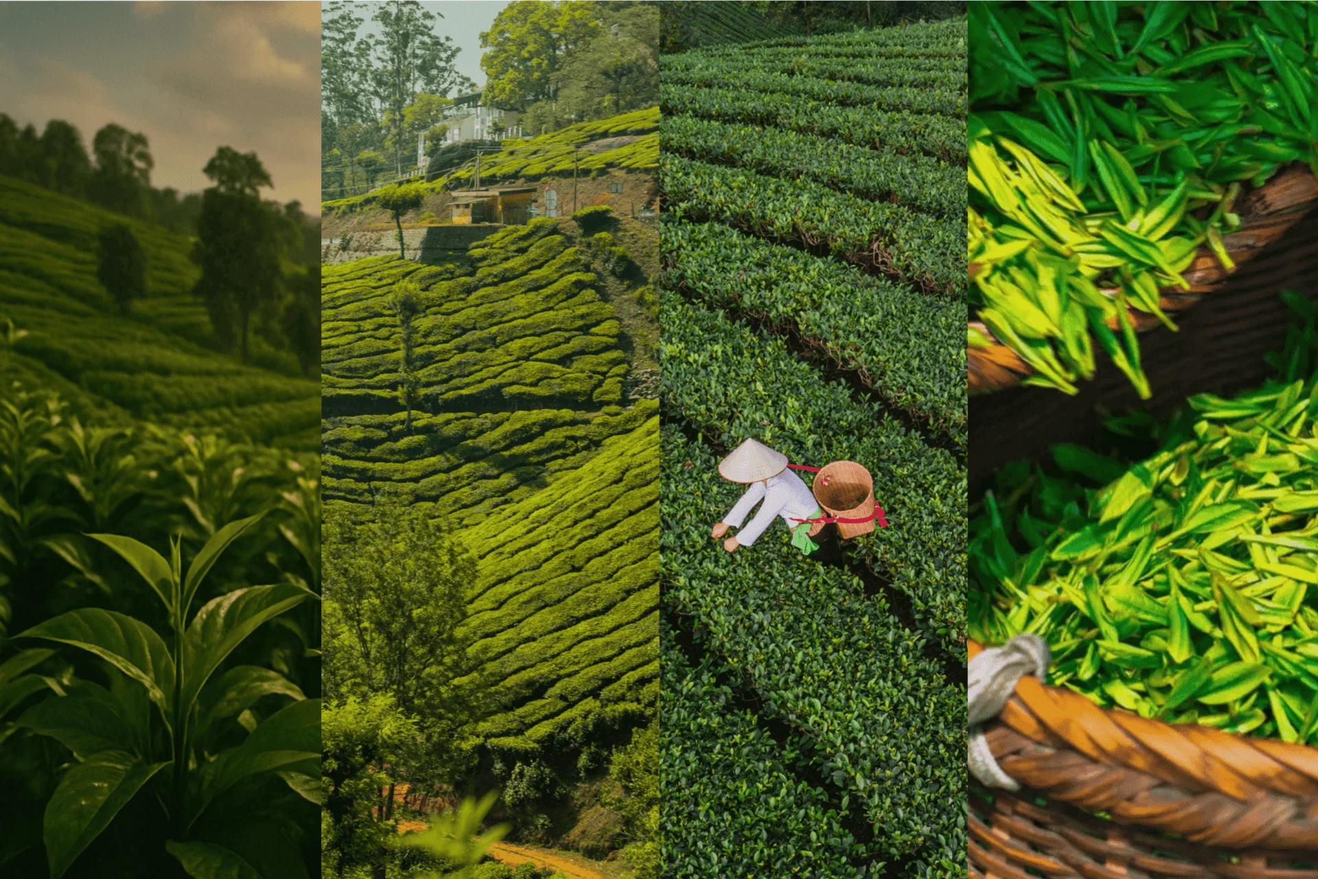 Tea farm banner